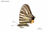 藏品(黑尾劍鳳蝶)的圖片